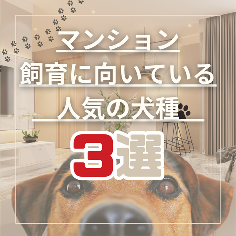 リッチメッセ