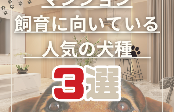 マンション飼育に向いている人気の犬種3選